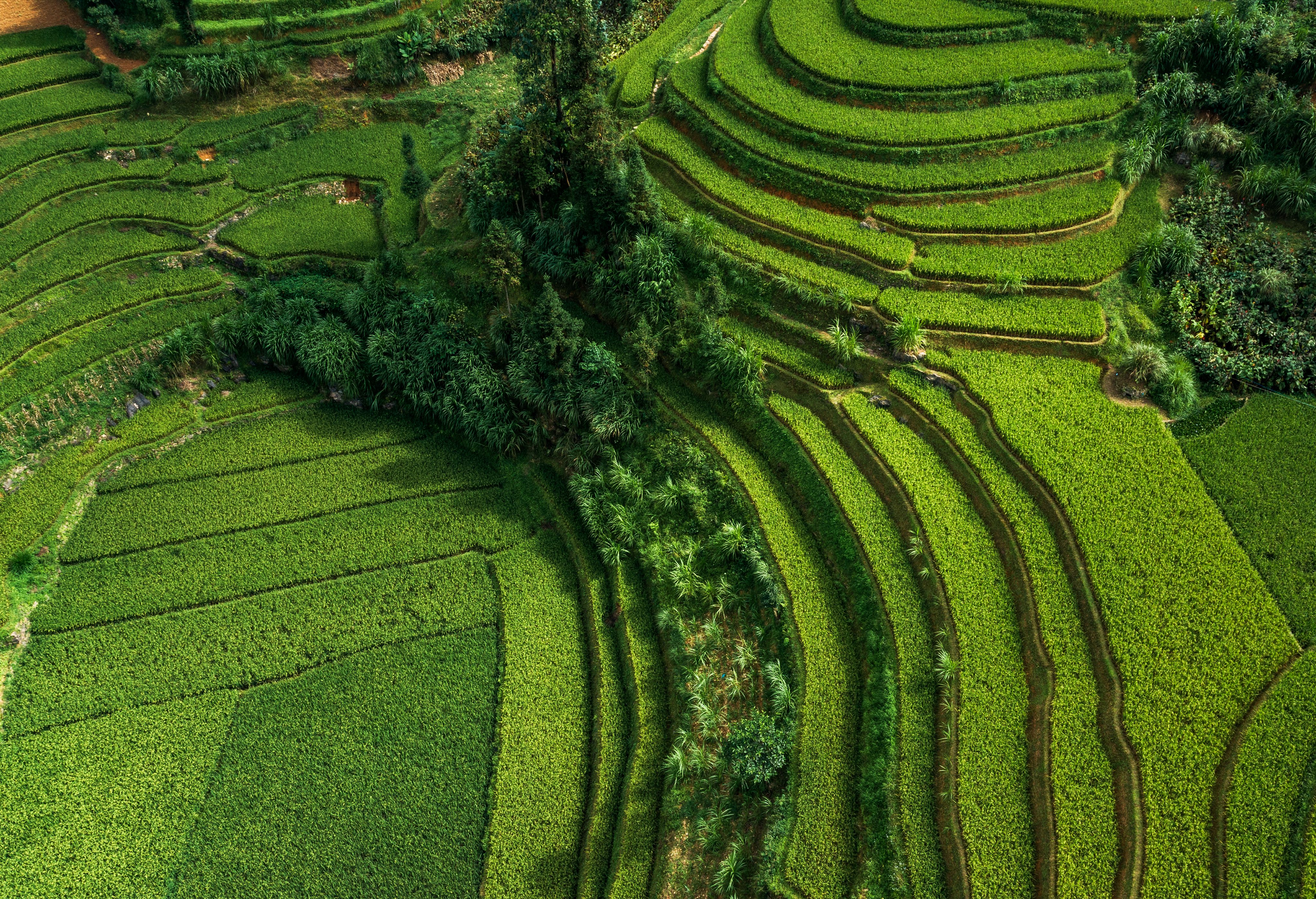 Aerial View of Lush Rice Terraces in Bengkulu · Free Stock Photo