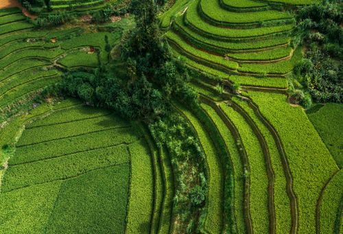 Free Stunning aerial view of vibrant green terraced rice fields in a tropical region. Stock Photo
