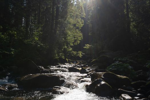 Serene forest river with sunlight filtering through lush green trees in Hoverla, Ukraine.