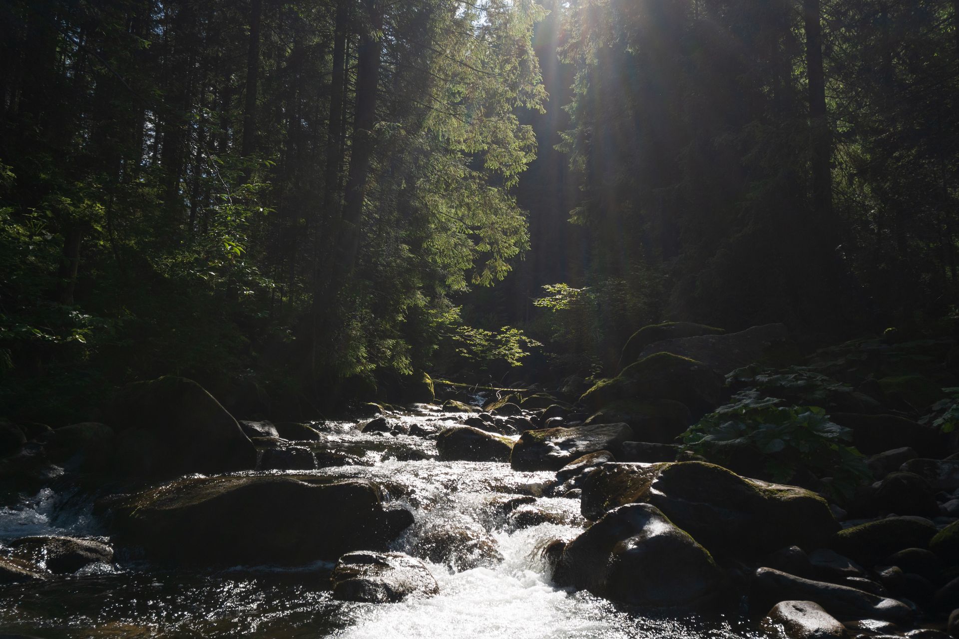 Sunlit Forest Stream in the Carpathians, Ukraine