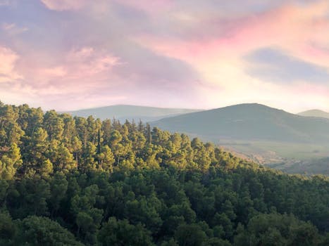 粉红色的天空下，山坡上郁郁葱葱的森林，捕捉到了大自然宁静的美丽