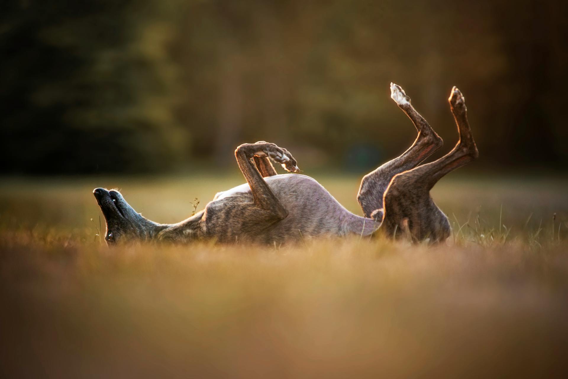 Free stock photo of whippet