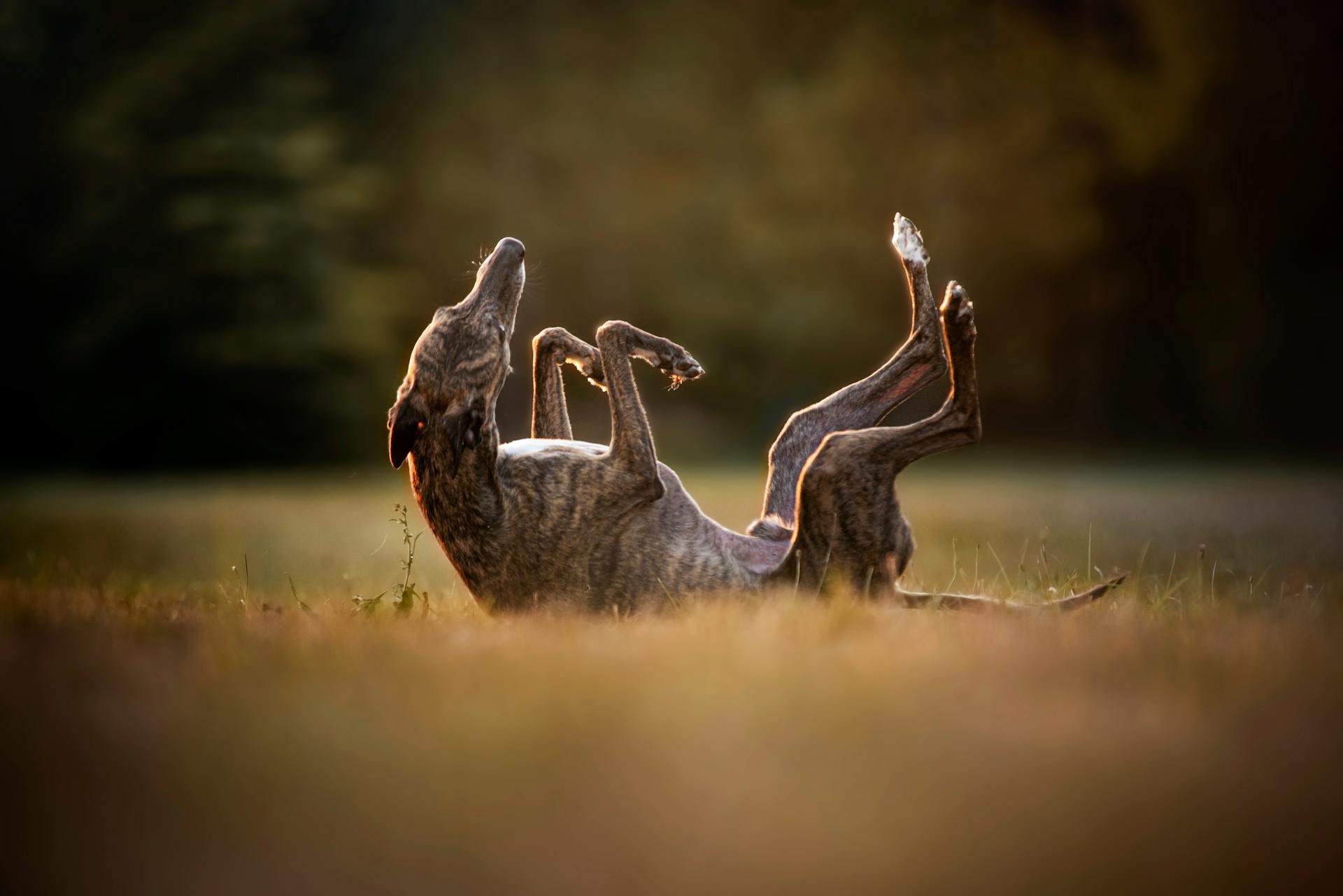 Brindle Greyhound Relaxing in a Field at Sunset