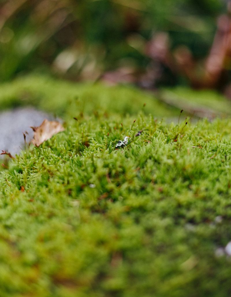 A detailed close-up of vibrant green moss covering a forest rock surface