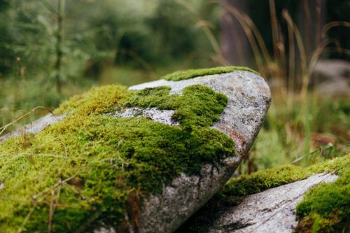 Free A close-up view of vibrant green moss covering rocks in a lush forest setting during autumn. Stock Photo