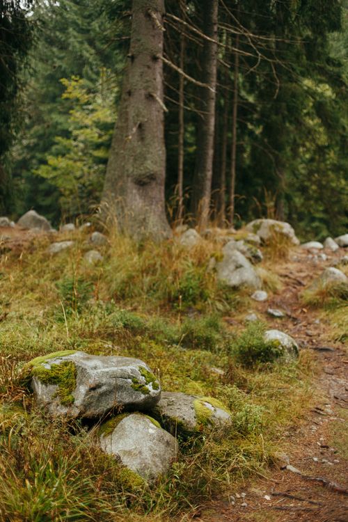 Free Tranquil forest scene with mossy rocks and towering trees in a lush landscape. Stock Photo