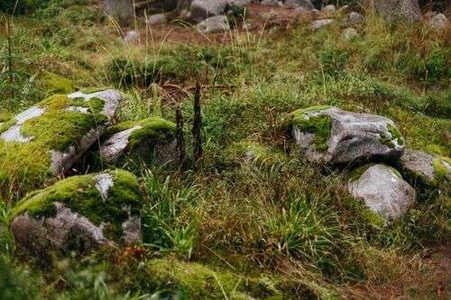 Free Serene view of moss-covered rocks among vibrant green foliage in a tranquil forest scene. Stock Photo