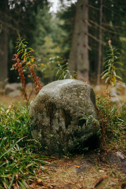 Free A serene forest scene featuring a moss-covered rock surrounded by lush greenery and tall trees. Stock Photo