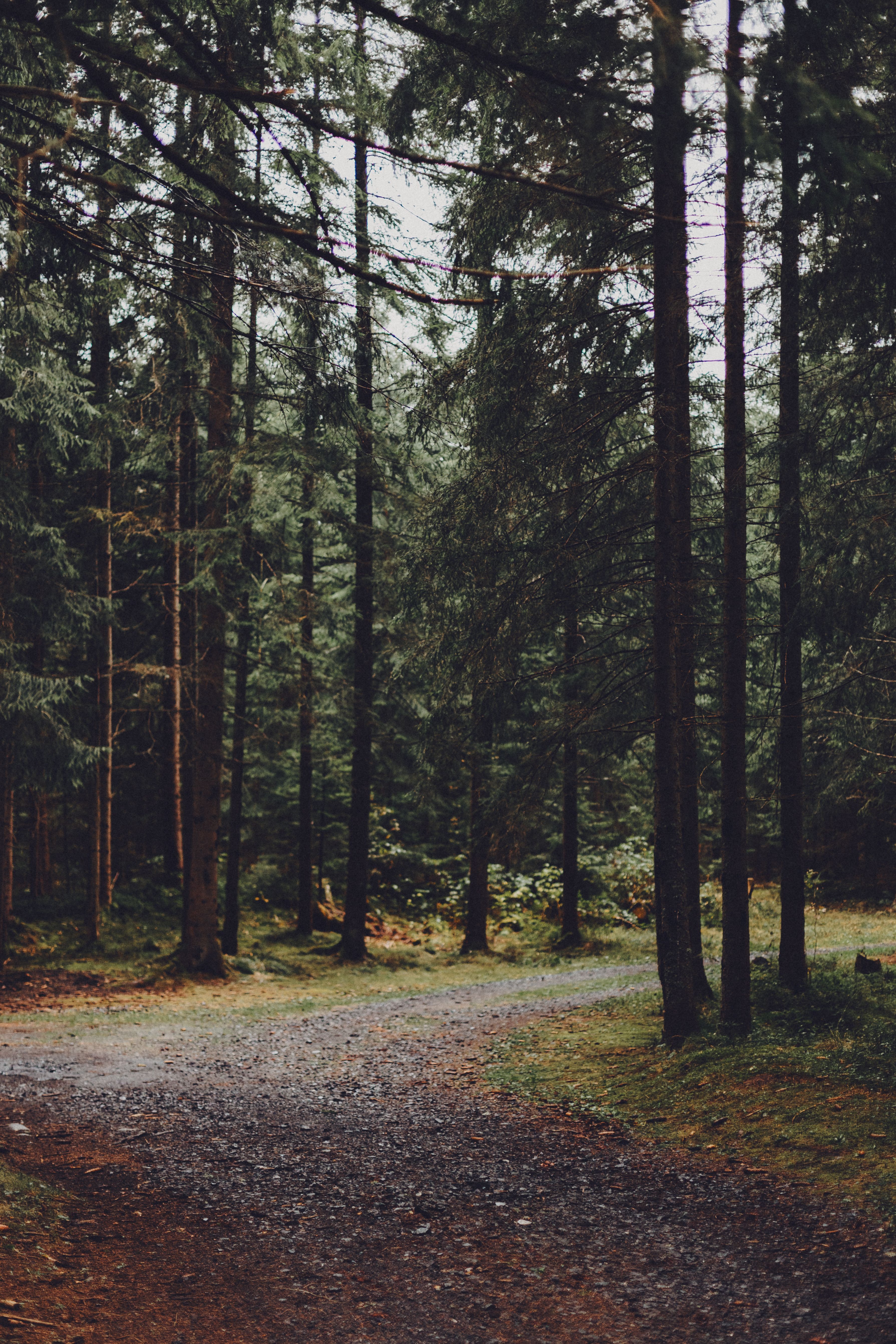 Serene Forest Pathway in Lush Greenery · Free Stock Photo