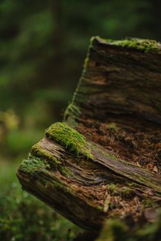 Detailed shot of moss-covered wood in a lush forest setting, highlighting texture.