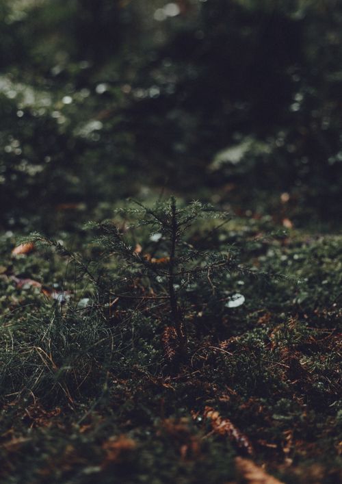 Free A young spruce tree sprouts from the mossy forest floor, surrounded by rich greenery. Stock Photo