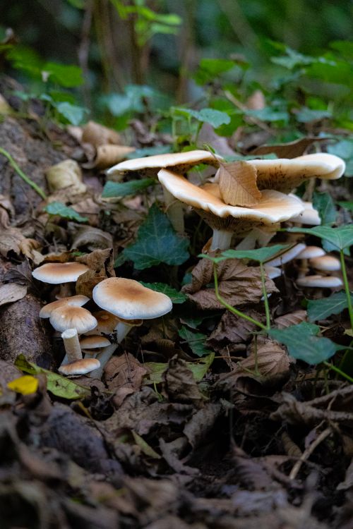 Free Cluster of wild mushrooms surrounded by green leaves and fallen foliage in a forest setting. Stock Photo