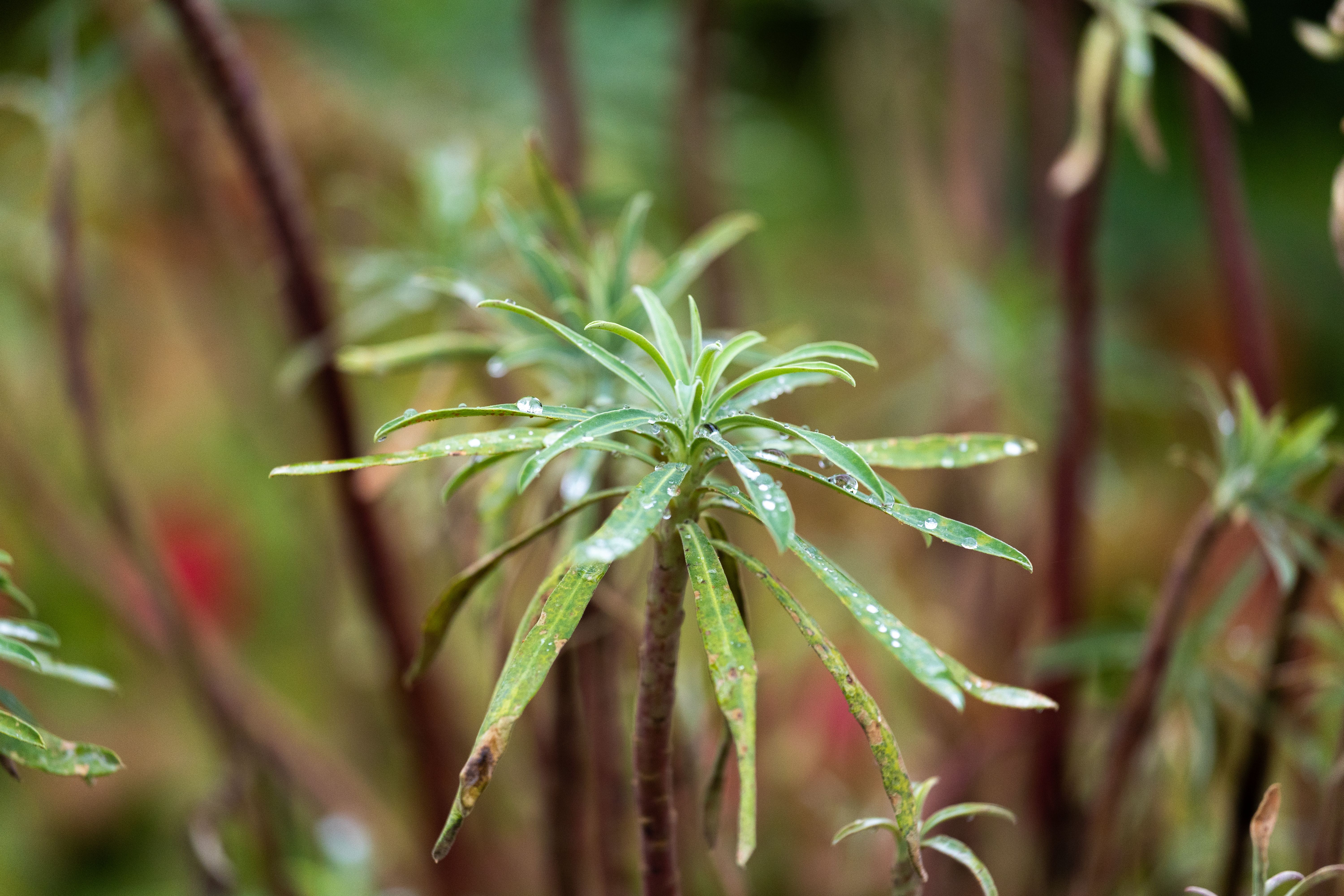 stunted plant growth UK garden