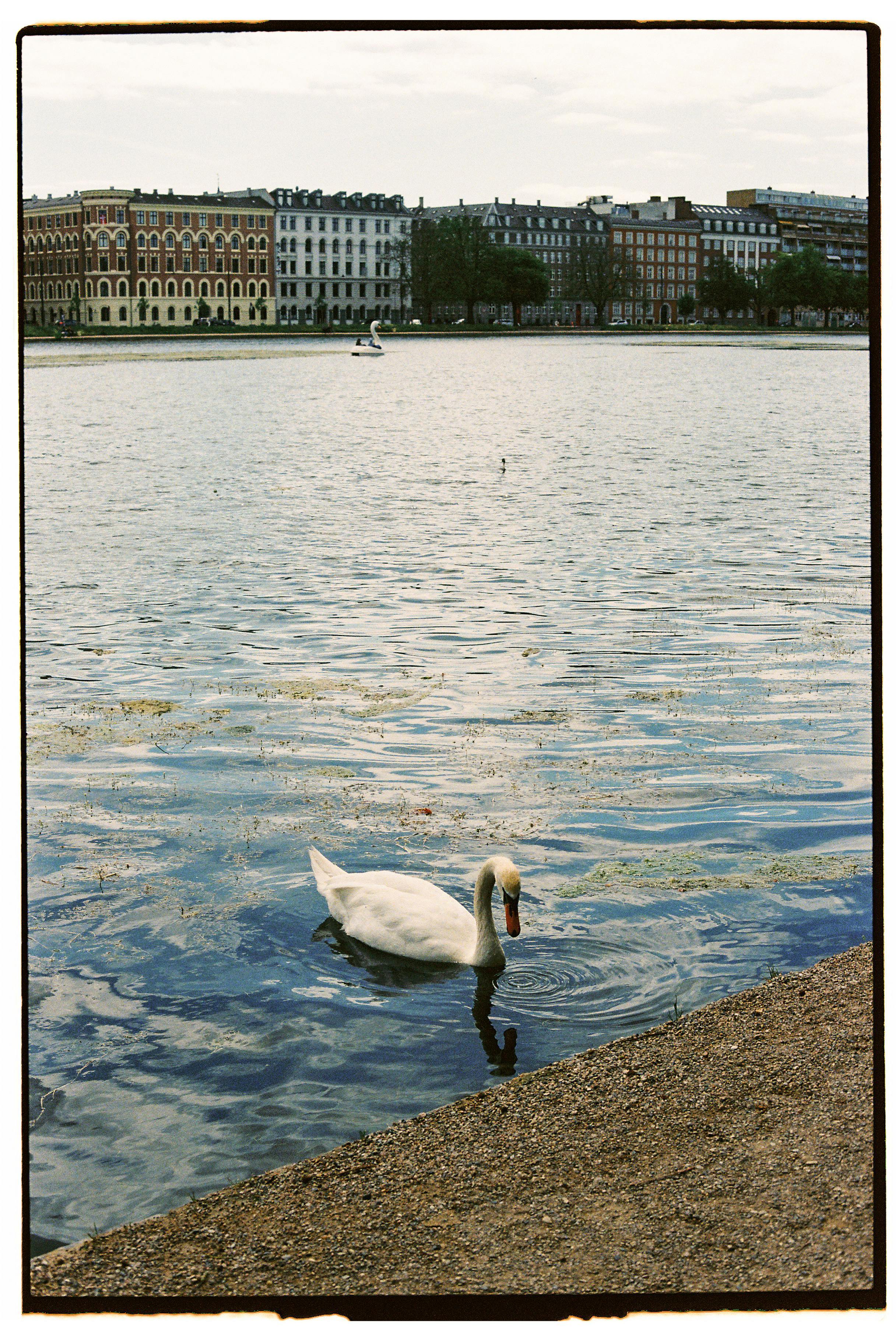 A serene swan gliding on a lake in Copenhagen with historic buildings in the background.
