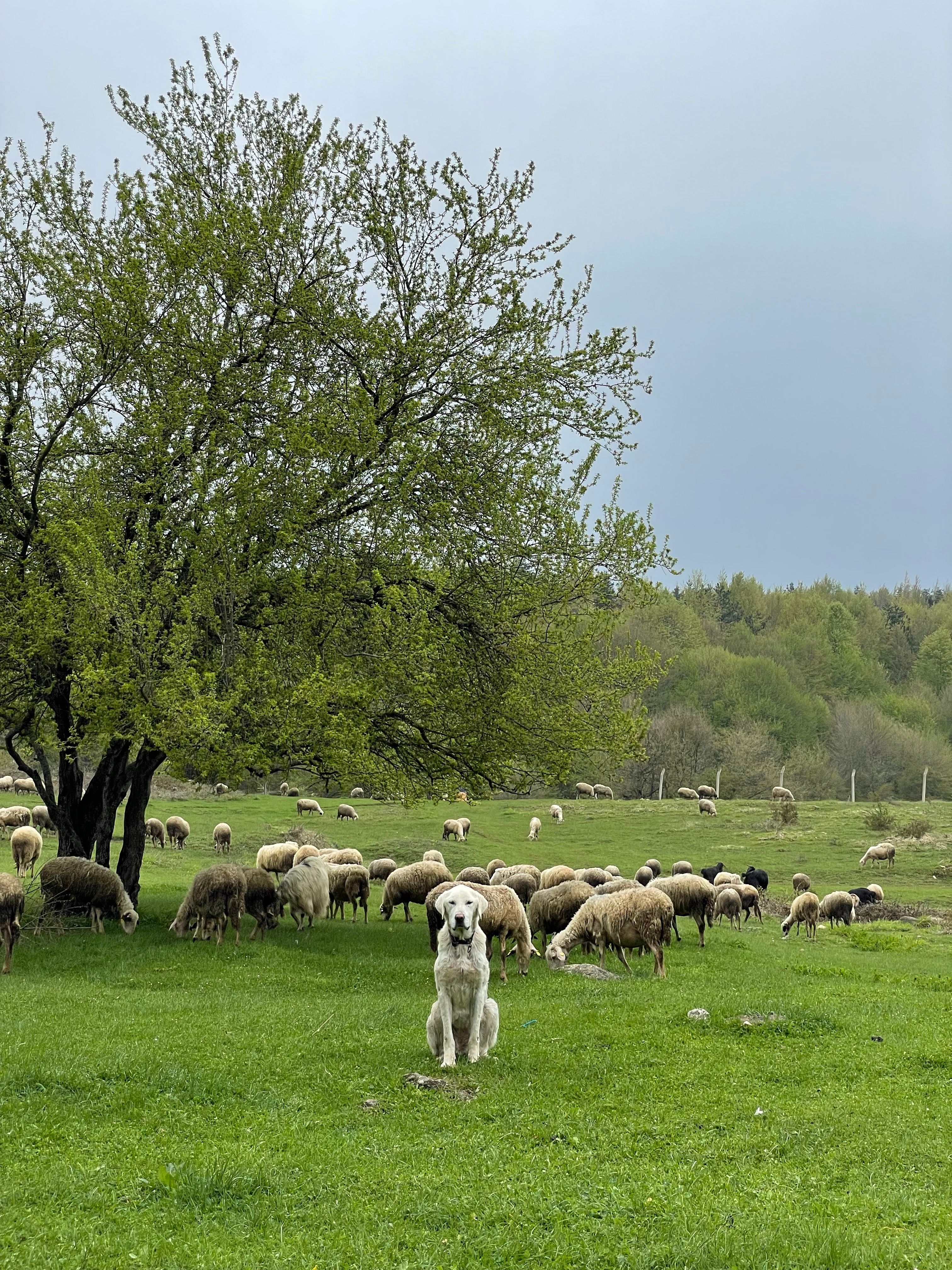 A vigilant guard dog watches over a flock of sheep in a lush green field on a rainy day.
