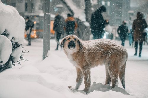 Free A stray dog stands in a bustling snowy street in Konya, Türkiye. Stock Photo