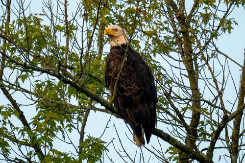 Free Majestic bald eagle resting on a tree branch in Nelson, Wisconsin. Stock Photo