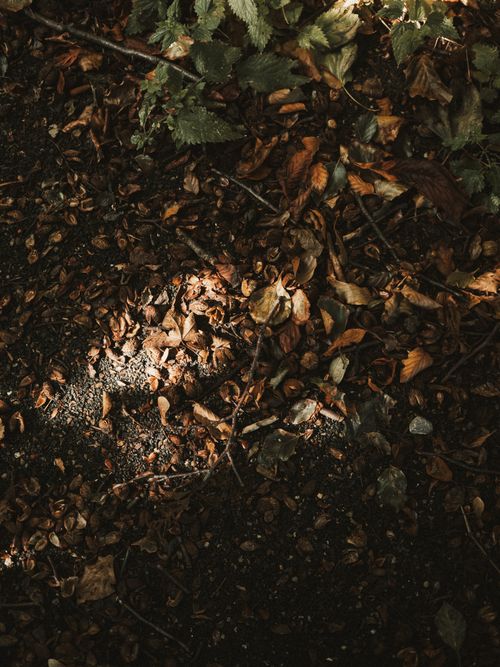 Free A close-up shot of fallen autumn leaves on the forest floor, capturing warm and earthy tones. Stock Photo