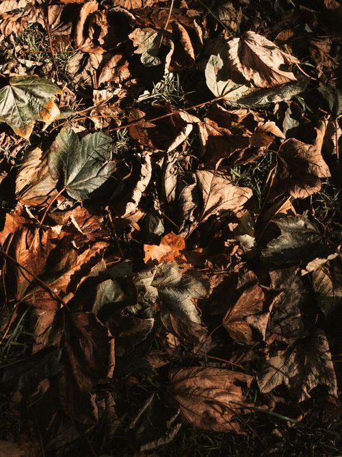 Free A collection of autumn leaves on the ground in warm sunlight, capturing the essence of fall. Stock Photo
