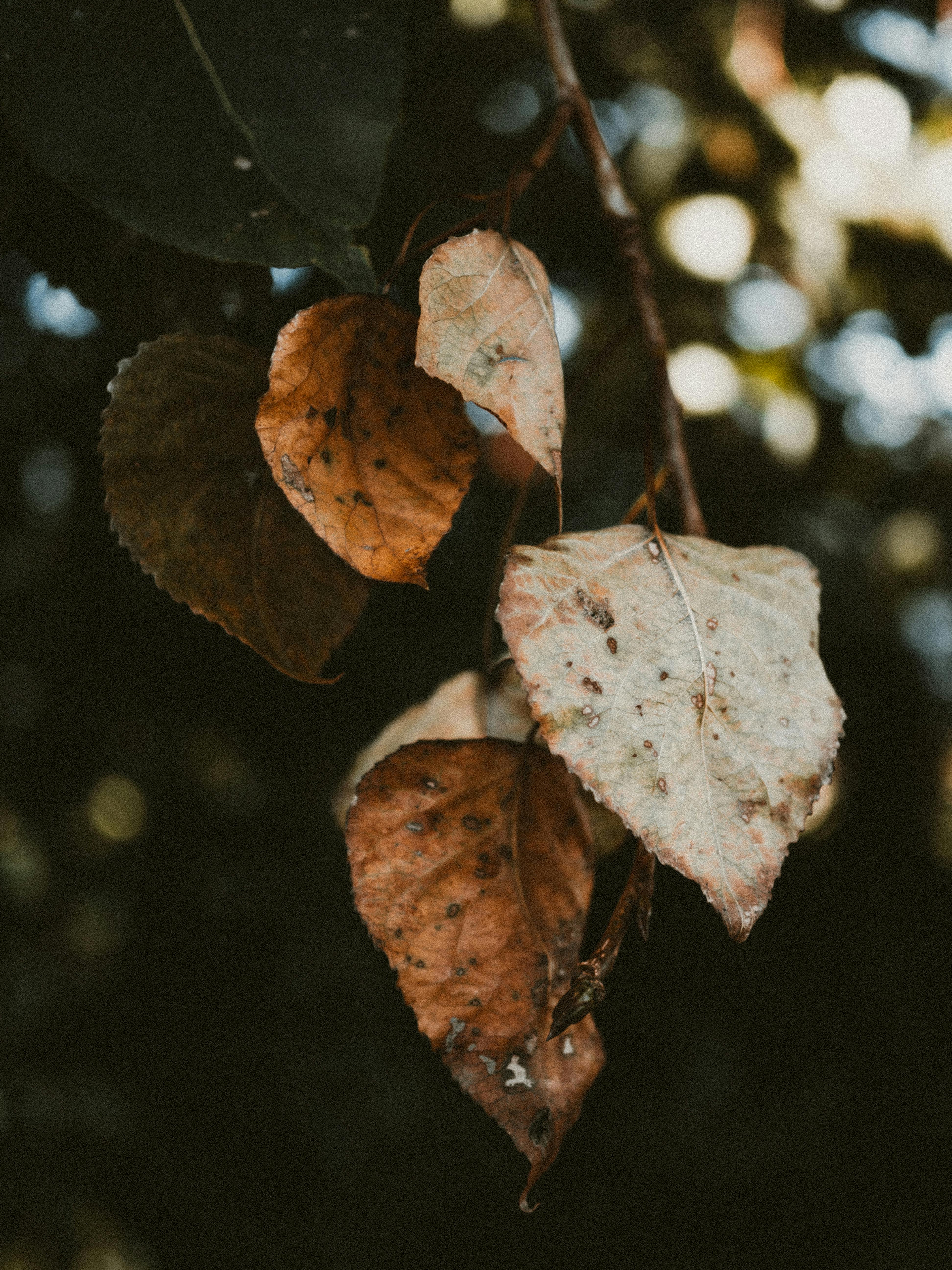 Detailed view of brown autumn leaves hanging from a branch, capturing nature's decay.