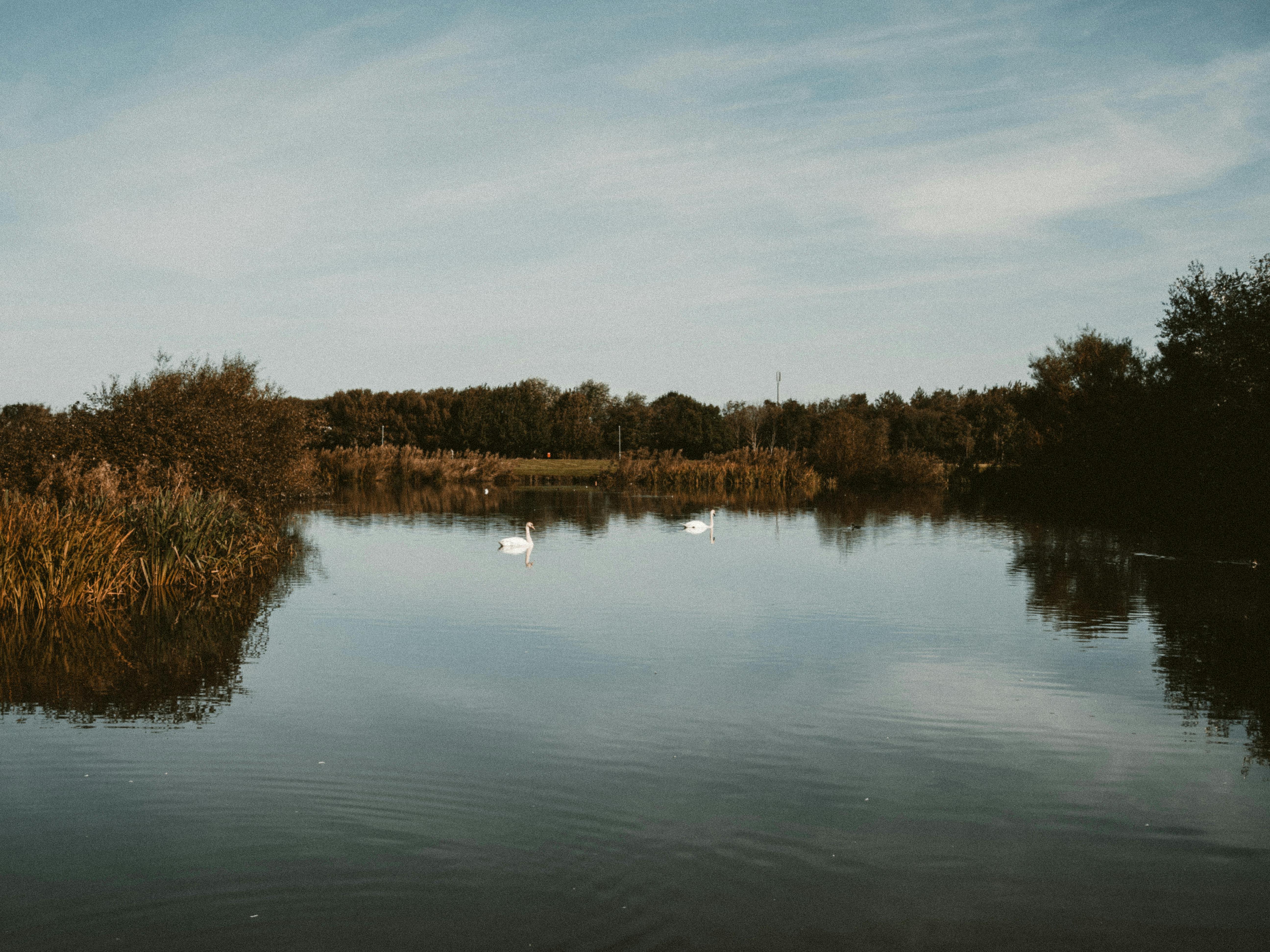 Calm lake reflecting autumn sky with swans swimming serenely.