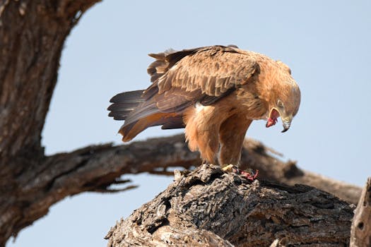 Golden eagle on tree branch eating prey, showcasing wildlife behavior in nature.