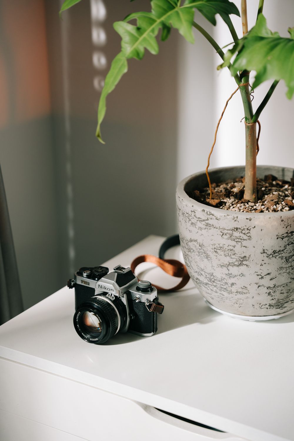 Vintage Camera on Desk with Potted Plant · Free Stock Photo