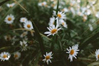 郁郁葱葱的绿色花园中，一簇白色雏菊正在盛开