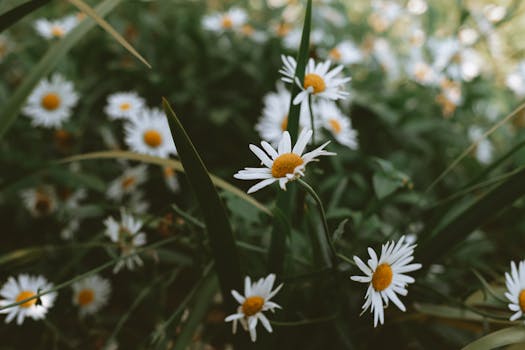 郁郁葱葱的绿色花园中，一簇白色雏菊正在盛开