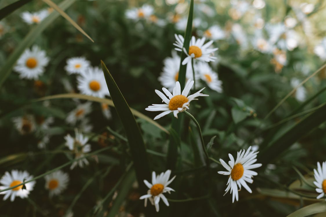 White and Yellow Dandelion Flowers