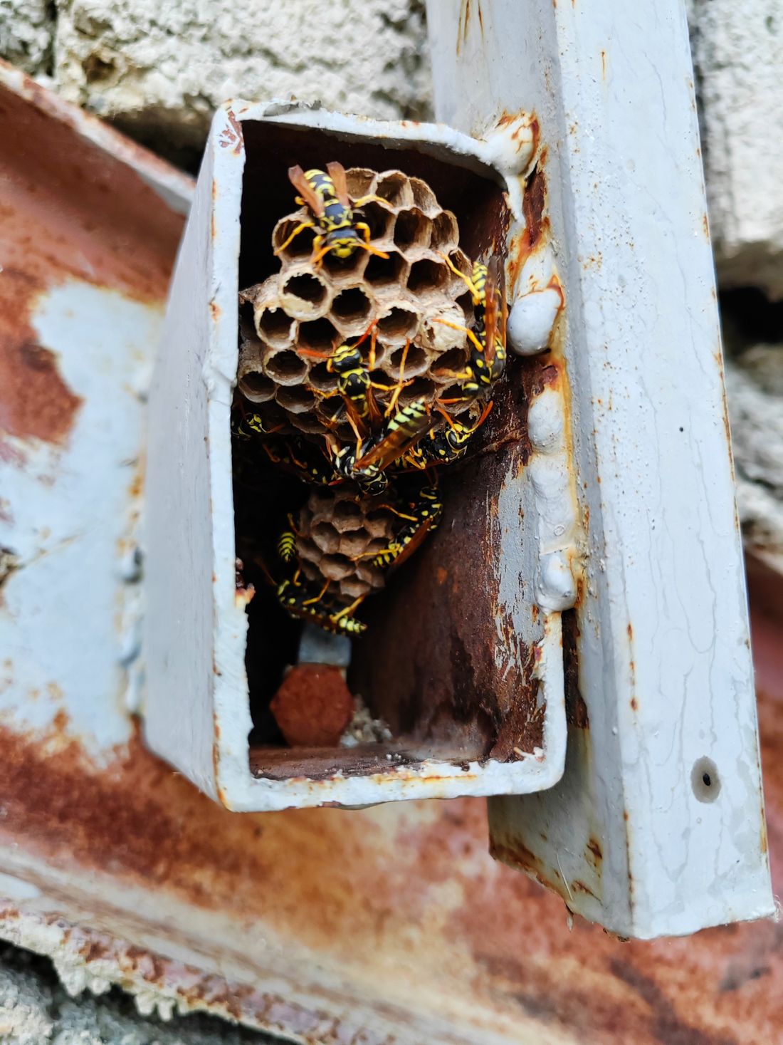 Nid de guêpes installé dans un coffret métallique de façade