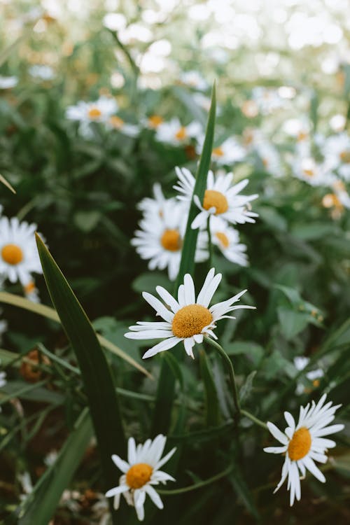 White Daisies in Bloom
