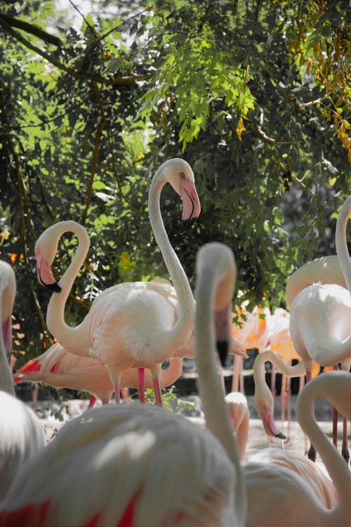 Free A flock of pink flamingos standing in a lush green environment with sunlight filtering through leaves. Stock Photo