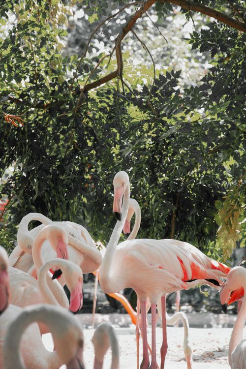Free Pink flamingos standing gracefully in a lush, leafy environment outdoors under natural daylight. Stock Photo