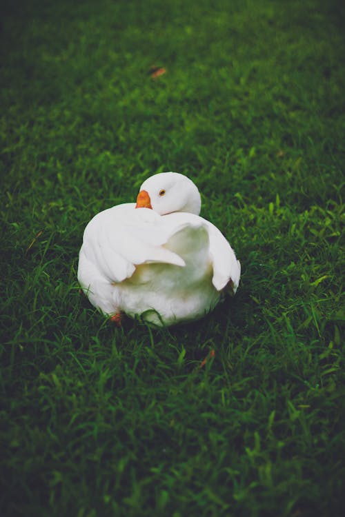 坐在绿草地上的白天鹅