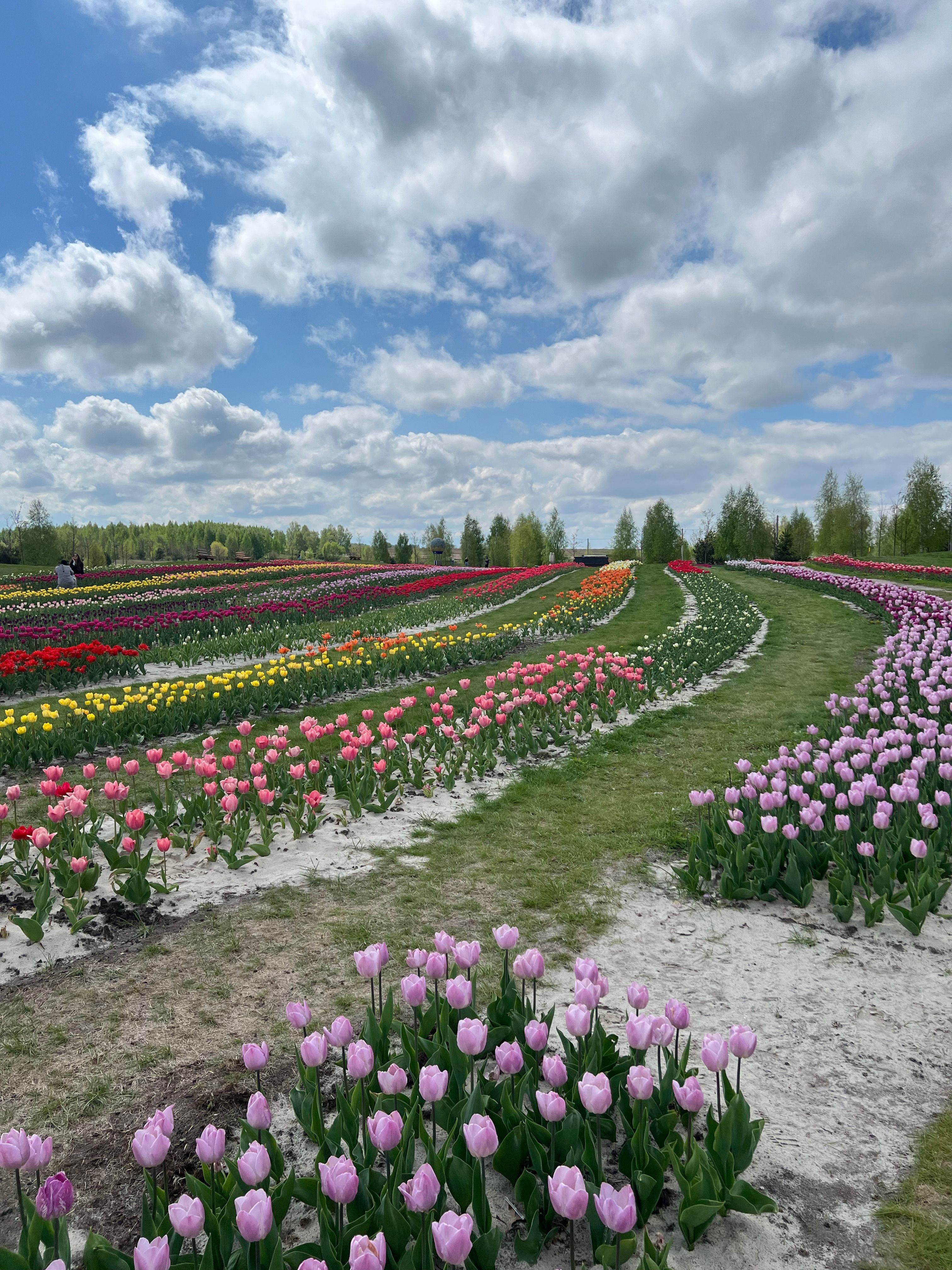Vibrant Tulip Fields Under a Cloudy Sky · Free Stock Photo