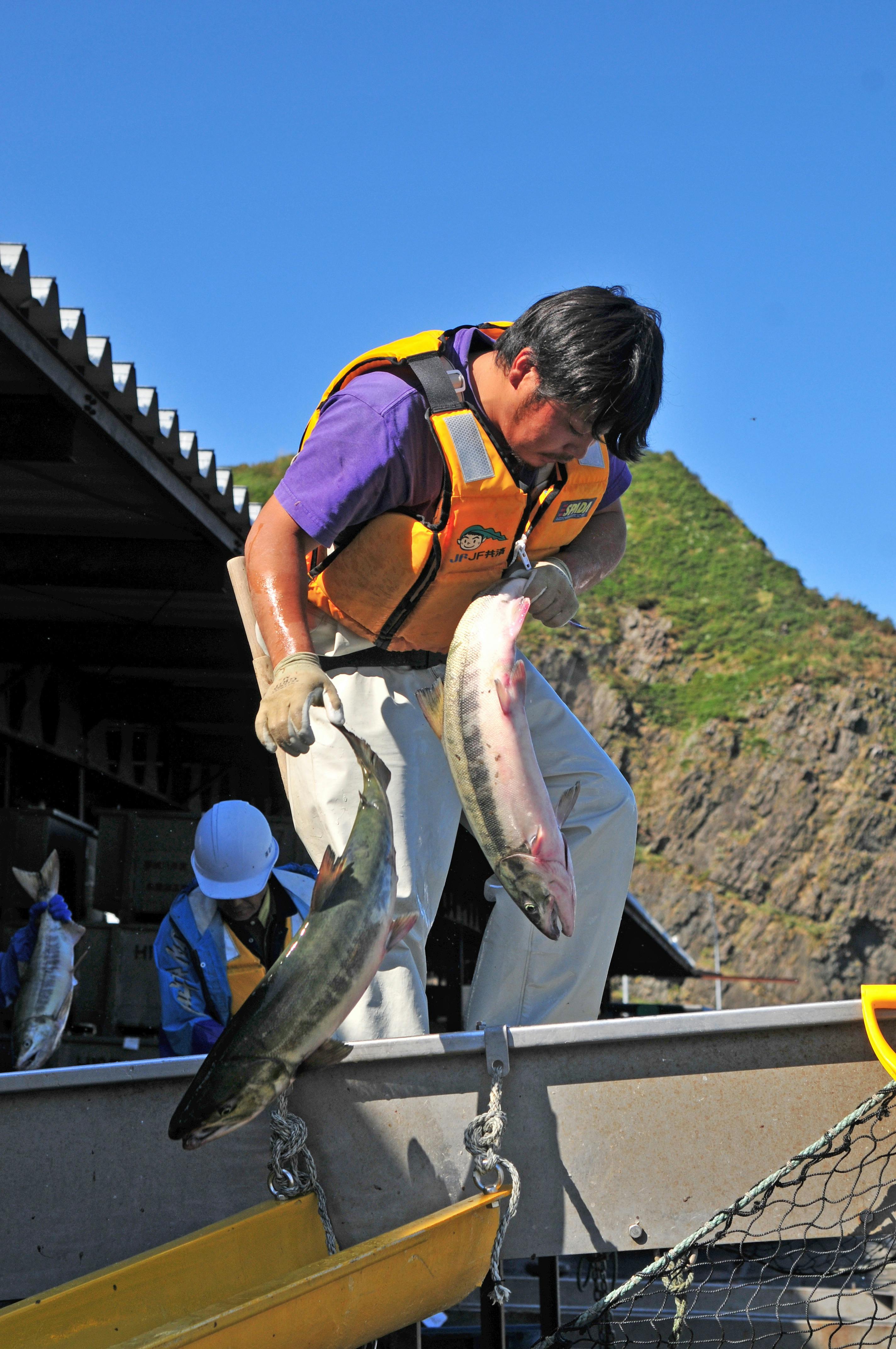 fishermen handling freshly caught salmon outdoors