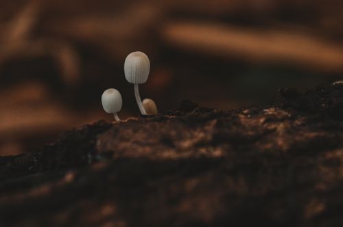 Free Close-up of delicate mushrooms growing on a log in a forest setting. Stock Photo