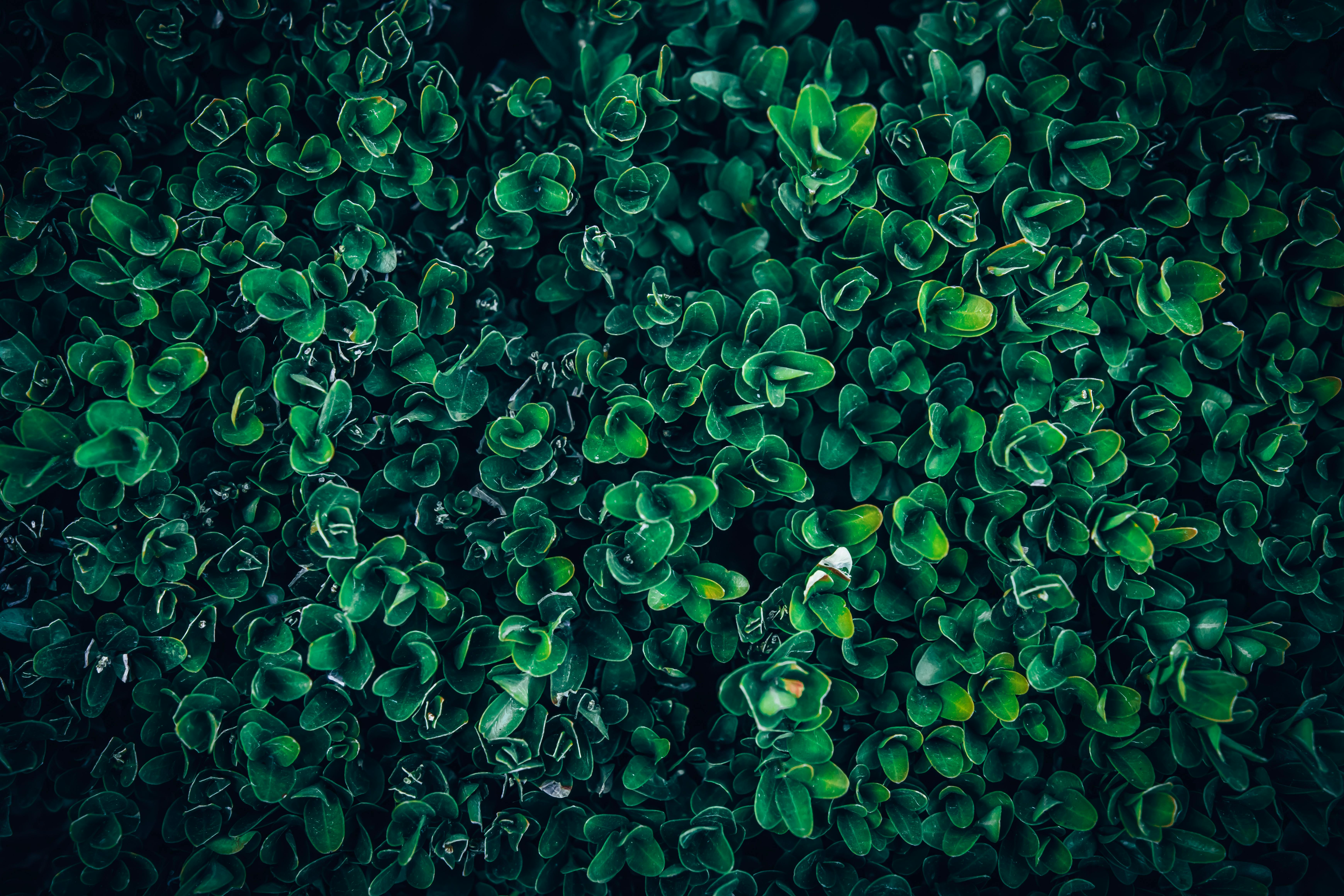 Buxus Sempervirens: Selección, Establecimiento y Mantenimiento en Jardines