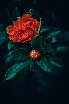 Close-up of a vibrant orange pomegranate flower with fresh dew drops on its leaves.