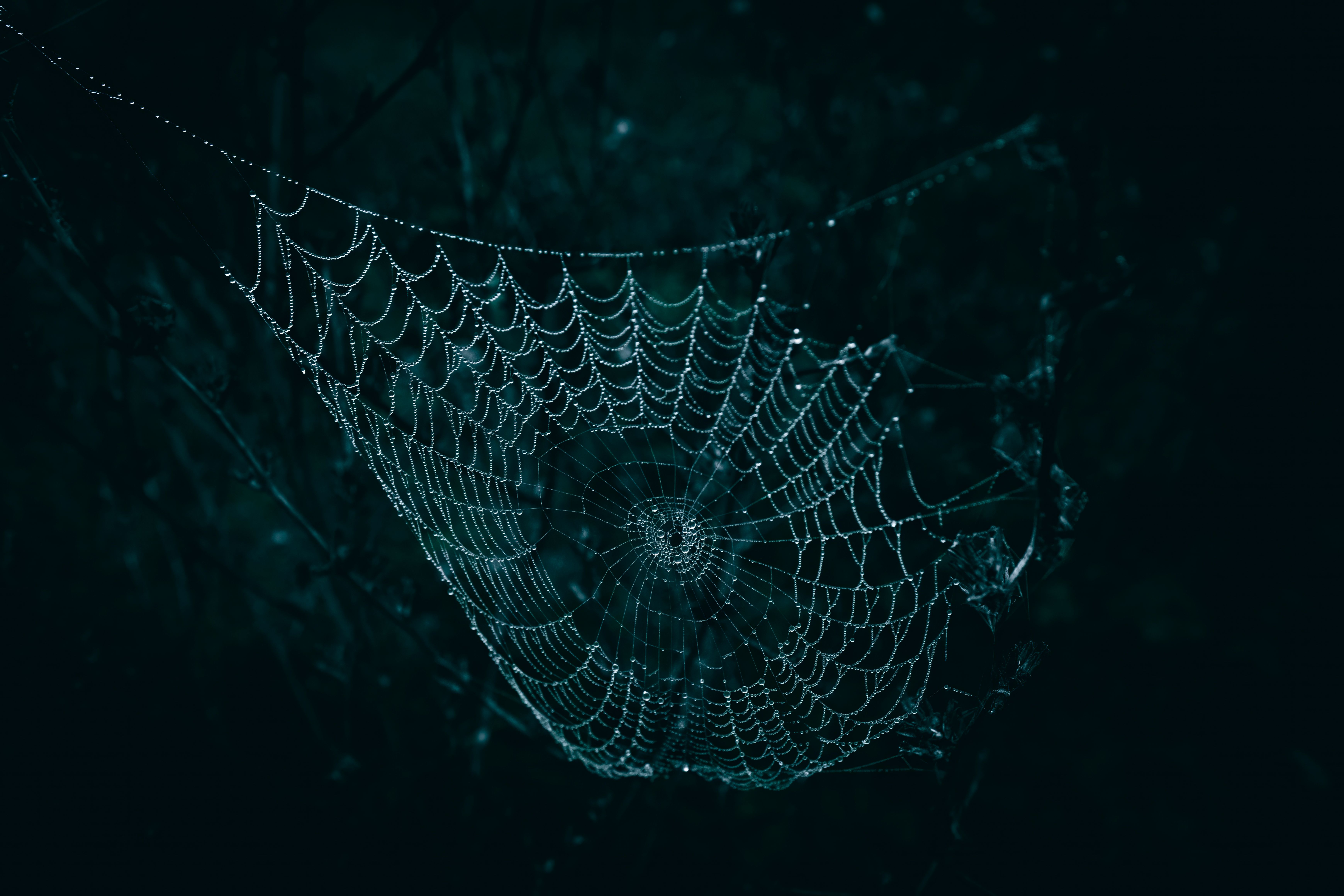 A delicate spider web glistens with raindrops, each thread a testament to quiet rebuilding after the storm.