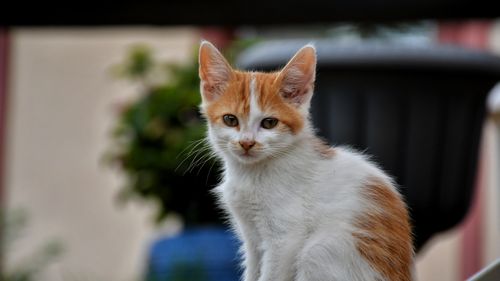 Free A cute orange and white kitten sits attentively outside, showcasing its adorable features. Stock Photo