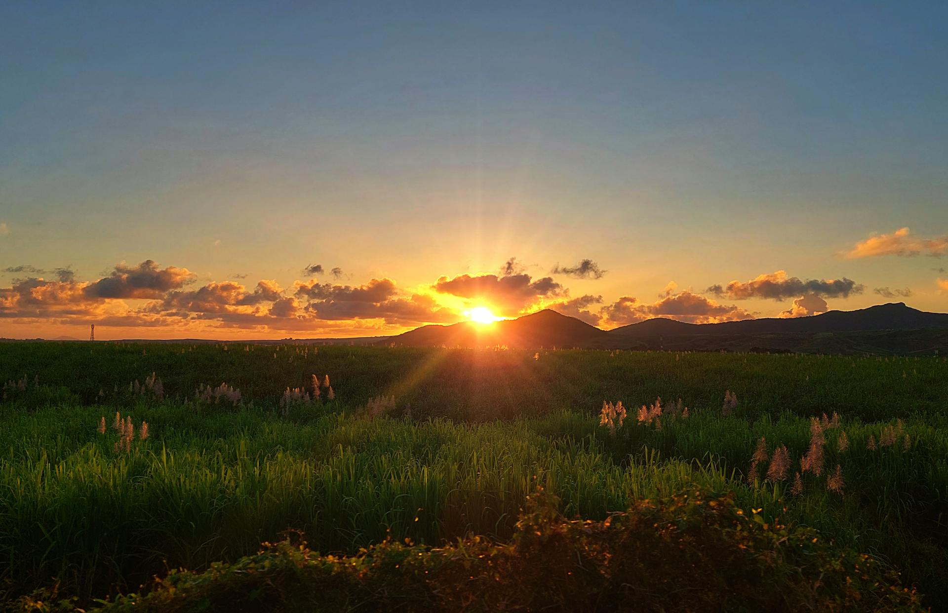 Peaceful sunrise over lush sugar cane fields in Mauritius with mountain view.