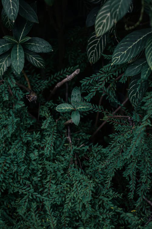 Foto stok gratis alam, kertas dinding, tanaman hijau gelap