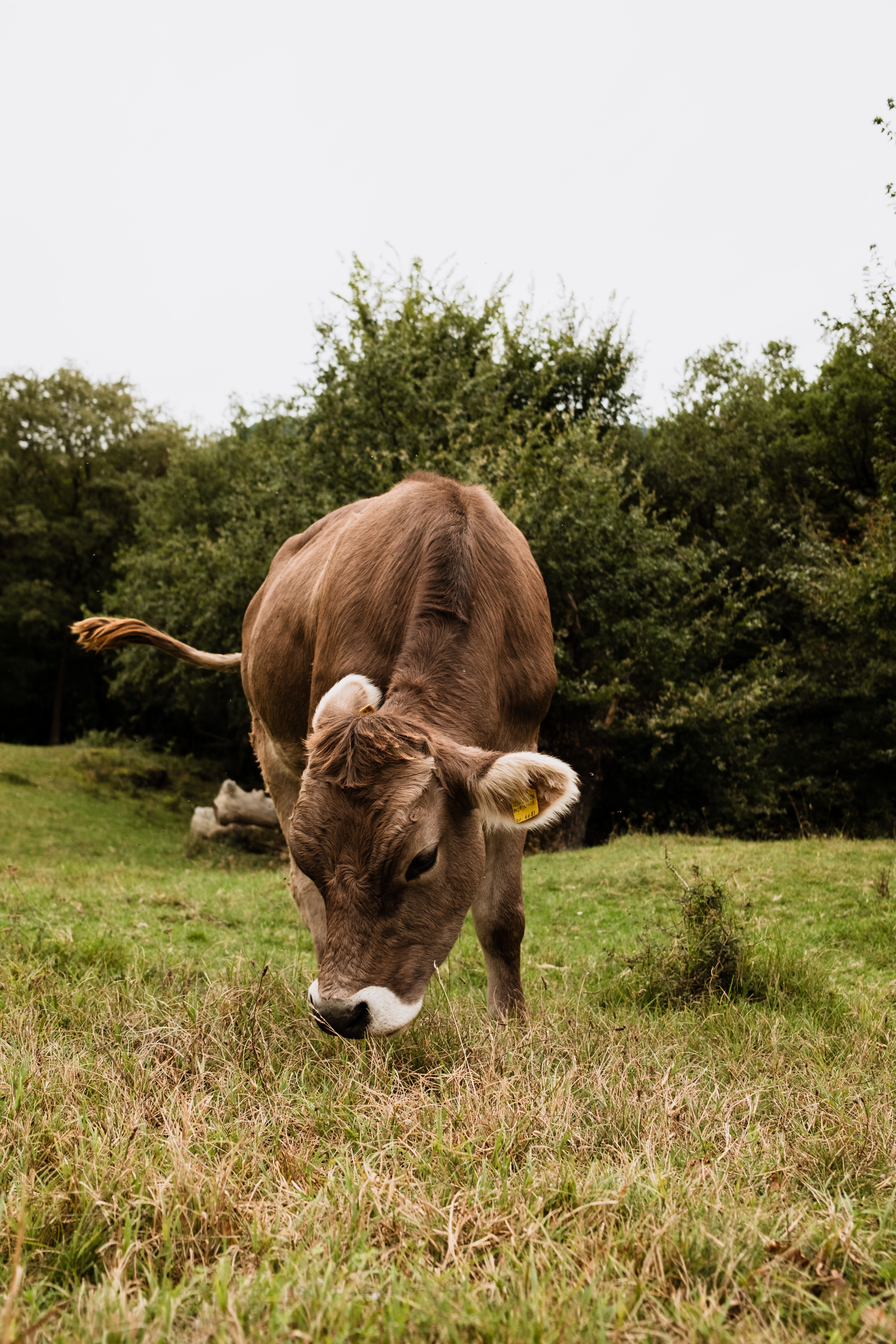 Brown Cow Grazing in Lush Green Pasture · Free Stock Photo