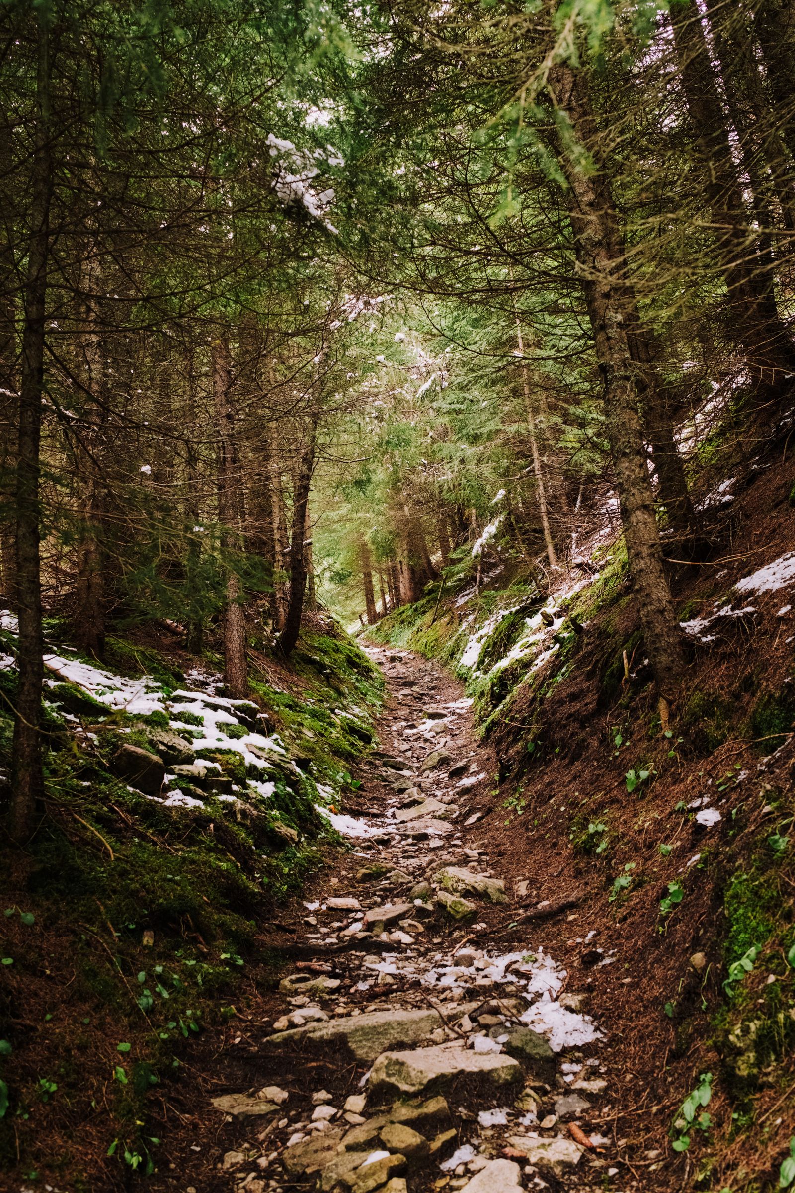 Sunbeams in a green forest