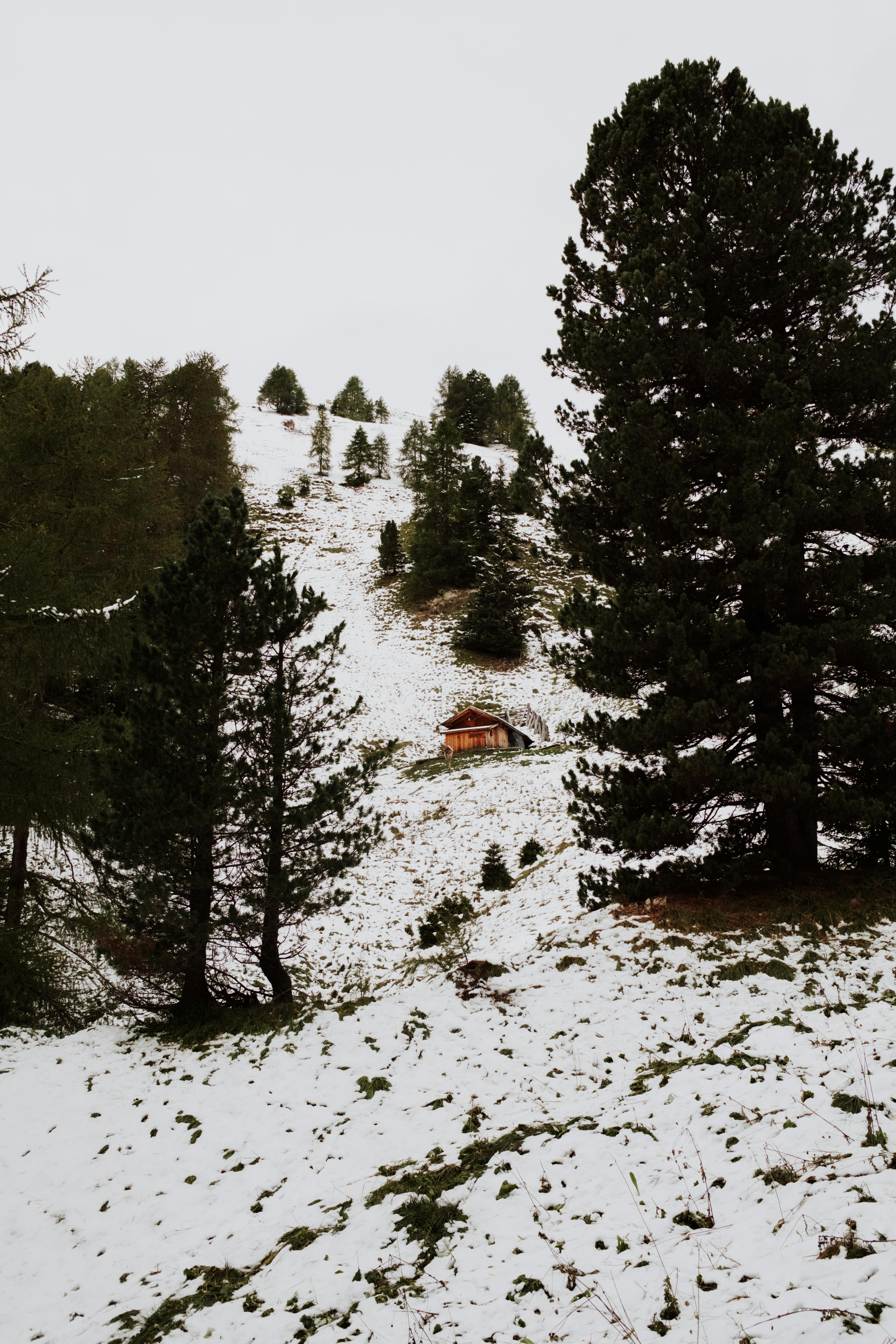 Charming snow-covered landscape with a rustic hut in Canazei, Trentino-Alto Adige, Italy.