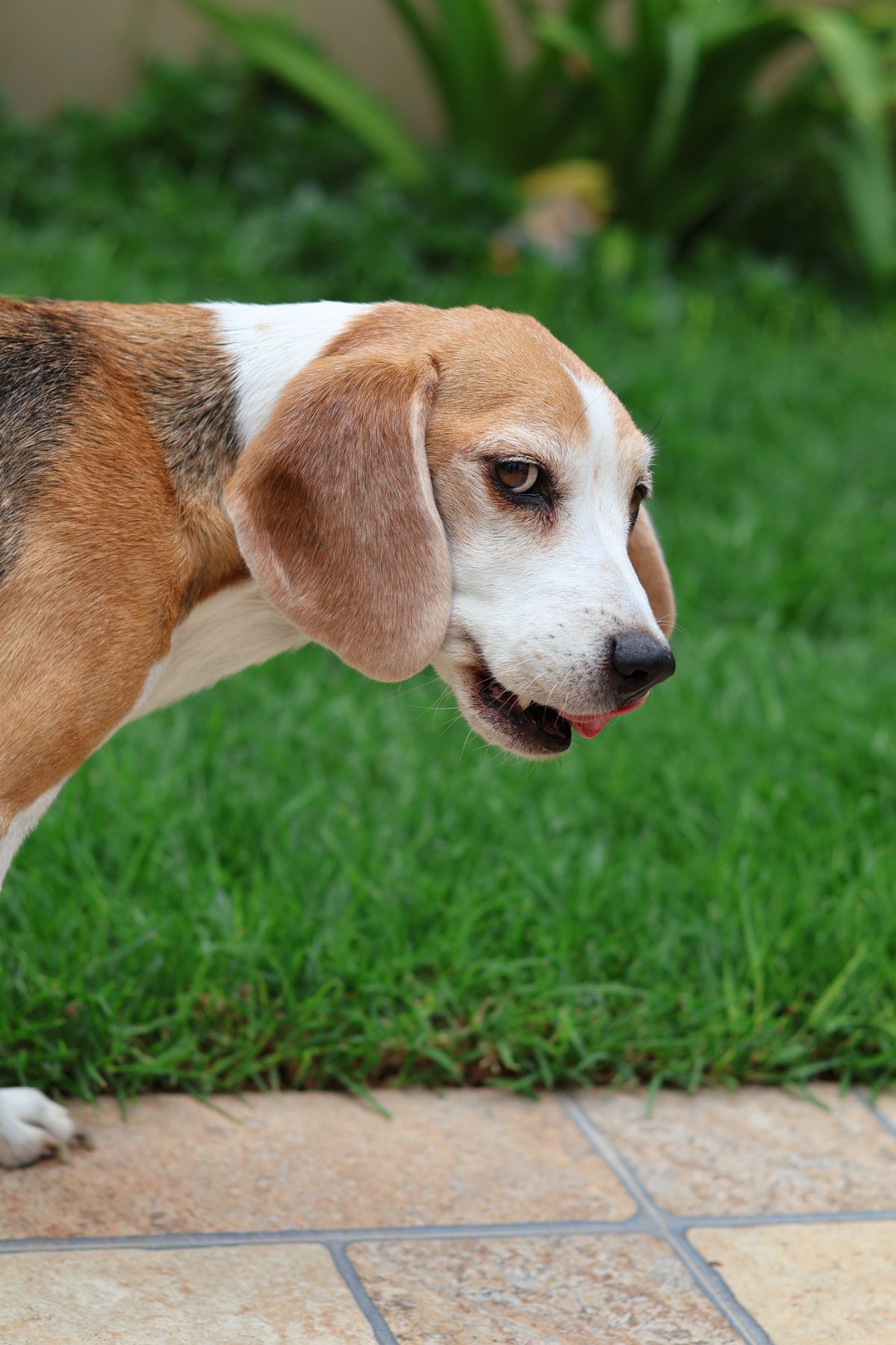 Beagle standing on a clean green backyard lawn