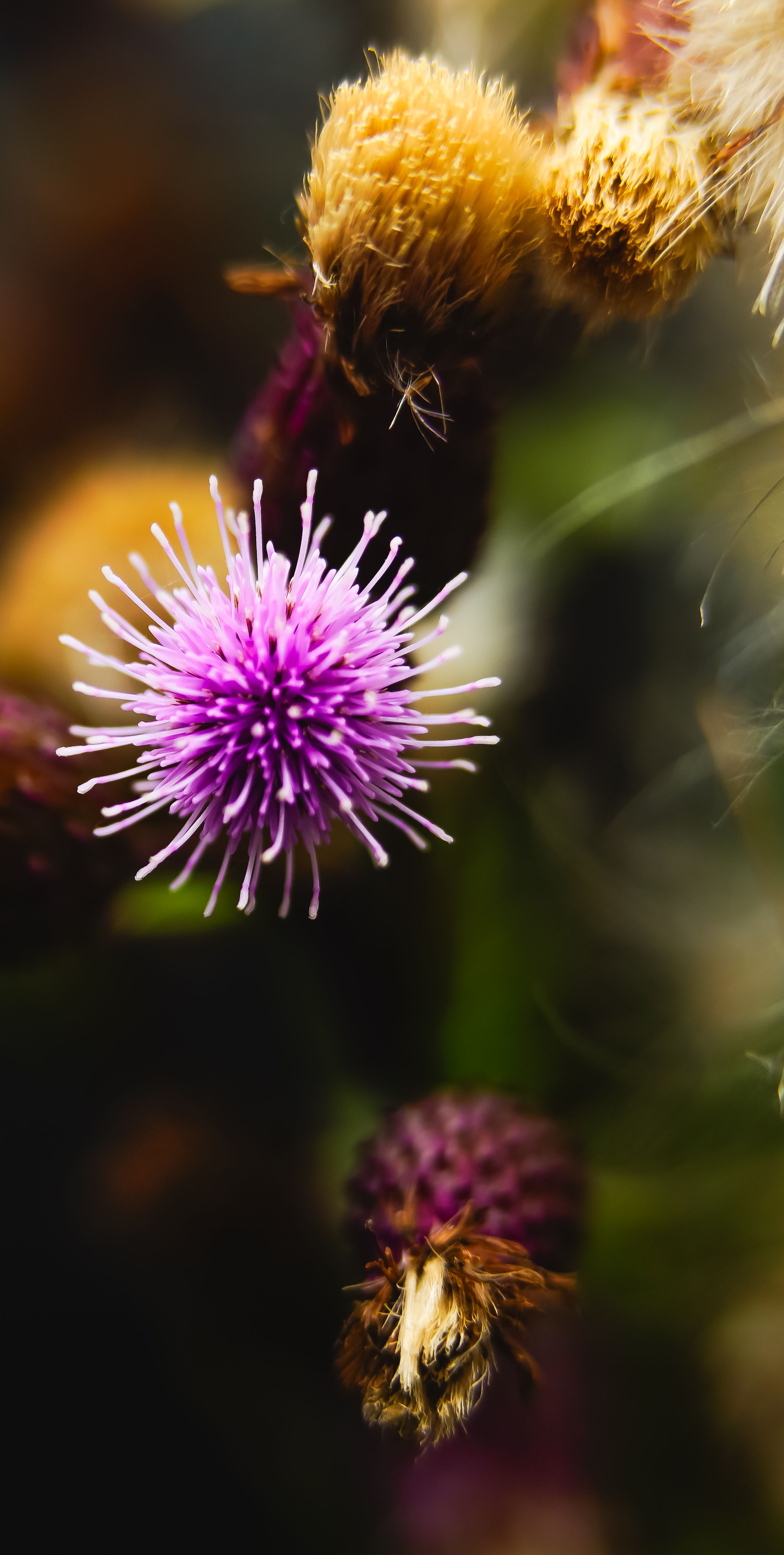 Detailed macro shot of a vibrant purple thistle flower in bloom.