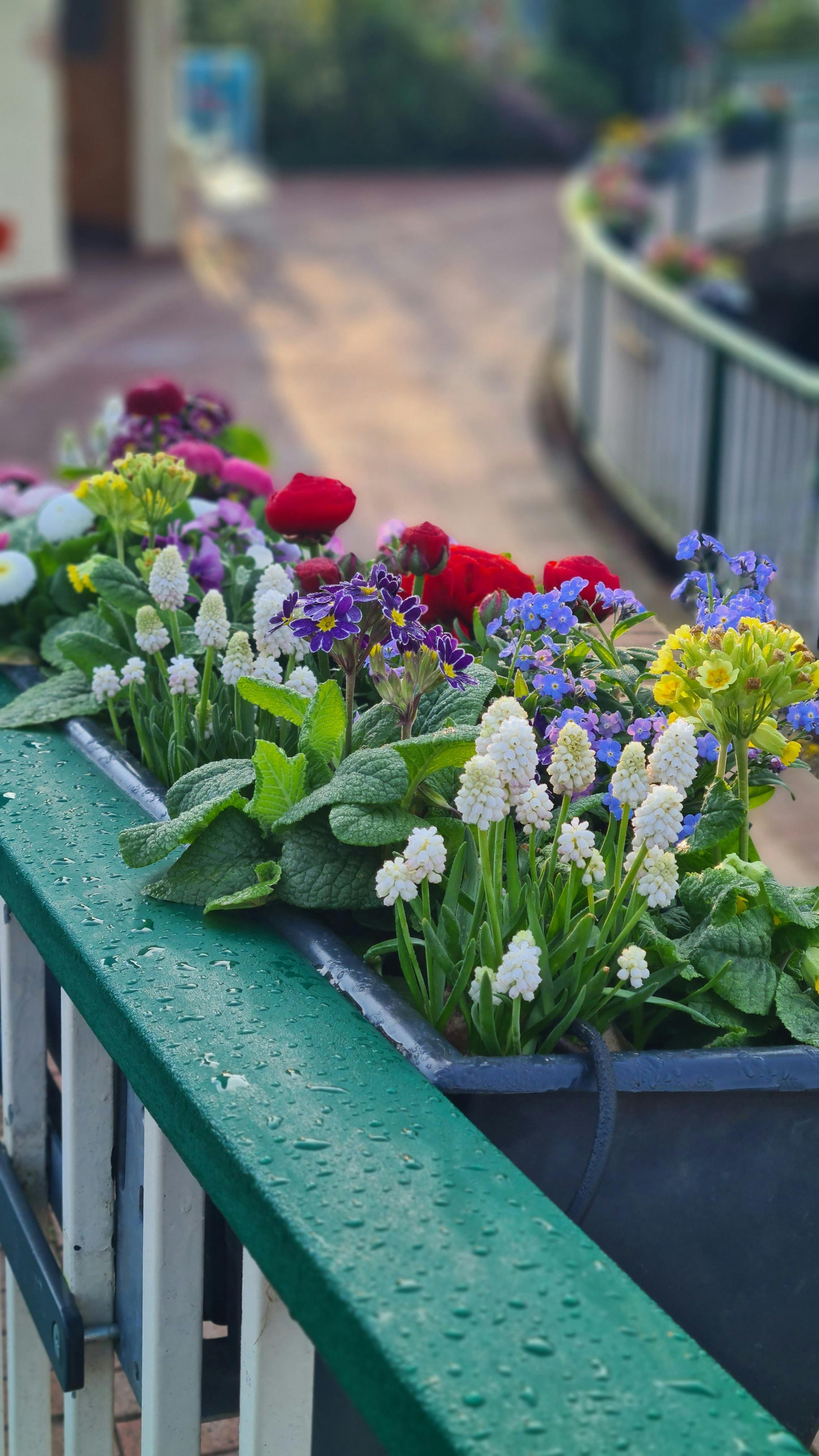 [ColoSach]-colorful-flowers-bloom-in-a-rain-kissed-planter-box-on-a-balcony.